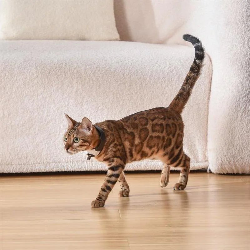 Laser Collar Toy for Cats - Catch Cards
