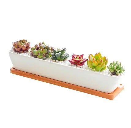 Long Succulent Planter US addition to your indoor garden