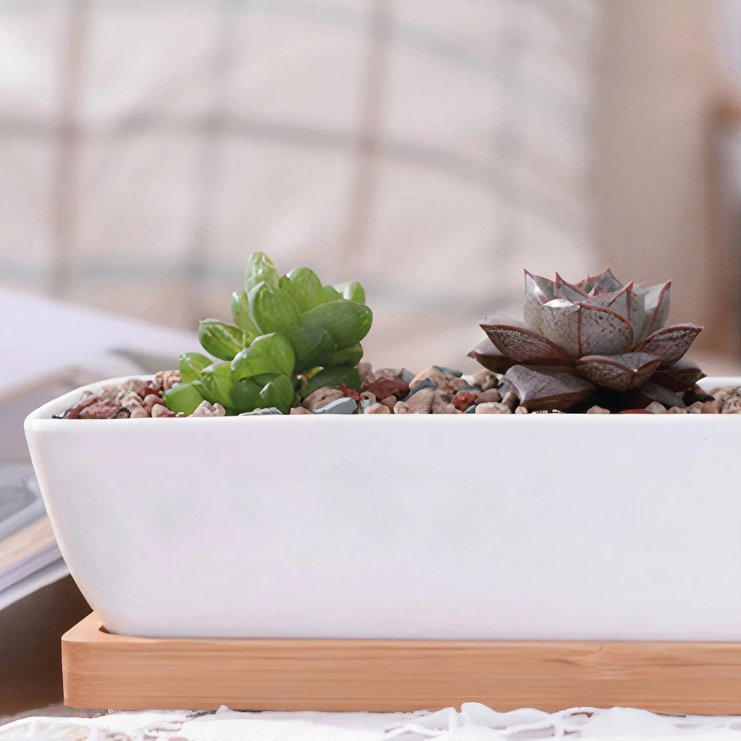 Long Succulent Planter US addition to your indoor garden