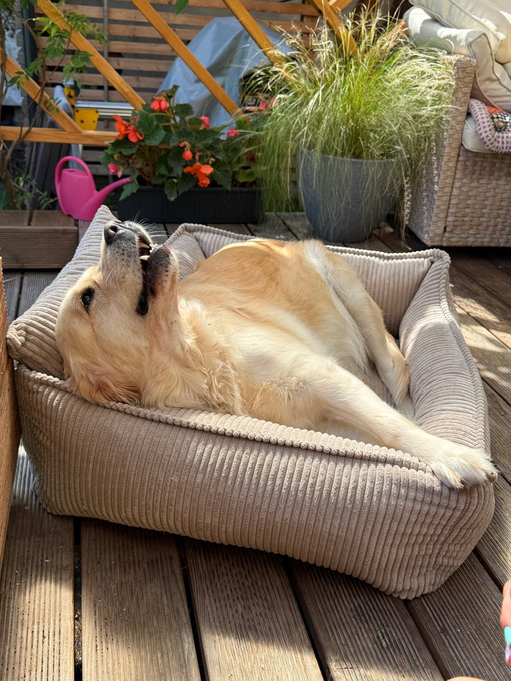 Lodie Corduroy Memory Foam Dog Sofa – Beige, S