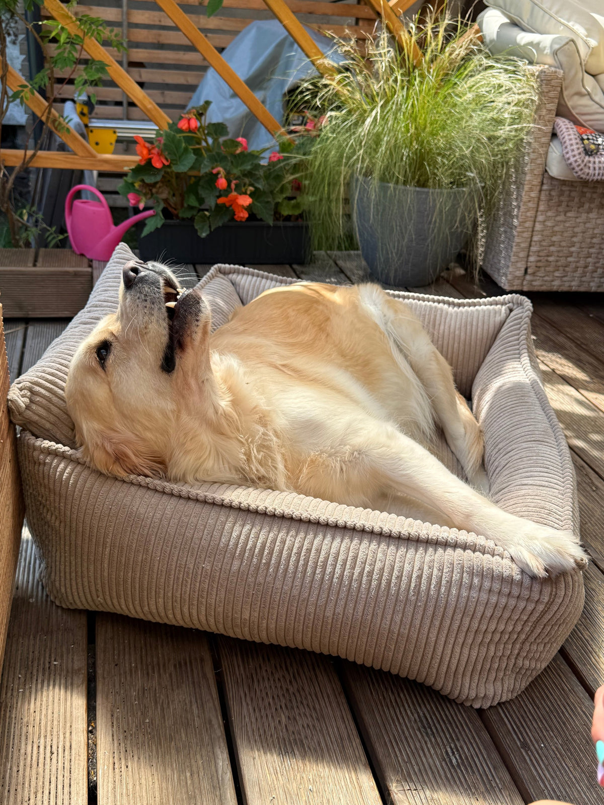 Lodie Corduroy Memory Foam Dog Sofa – Hazelnut Taupe, L