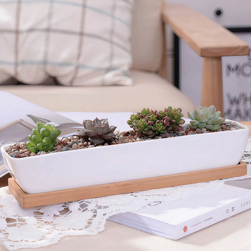 Long Succulent Planter US addition to your indoor garden