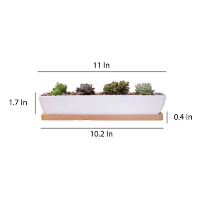 Long Succulent Planter US addition to your indoor garden WEM Support (www.WEM.support)